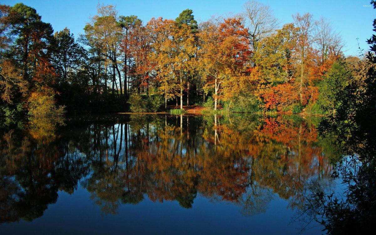 green and orange trees beside body of water during daytime