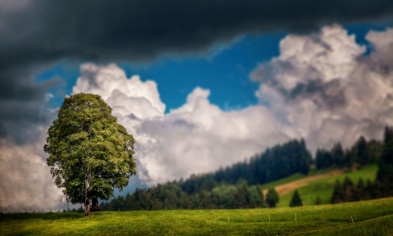 Arbre Vert Sur Terrain D'herbe Verte Sous Des Nuages Blancs et Ciel Bleu Pendant la Journée. Wallpaper in 5616x3370 Resolution