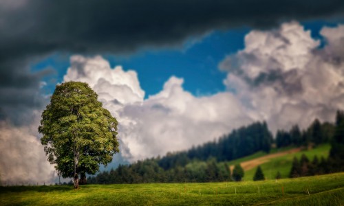 Image green tree on green grass field under white clouds and blue sky during daytime