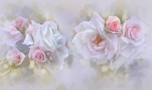 Image white and pink roses on white textile