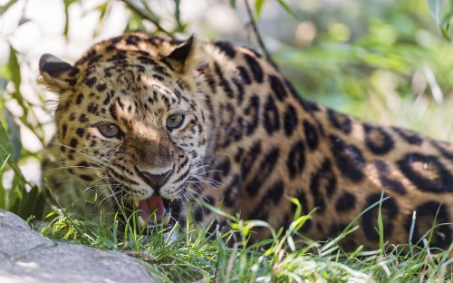 Image brown and black leopard lying on green grass during daytime