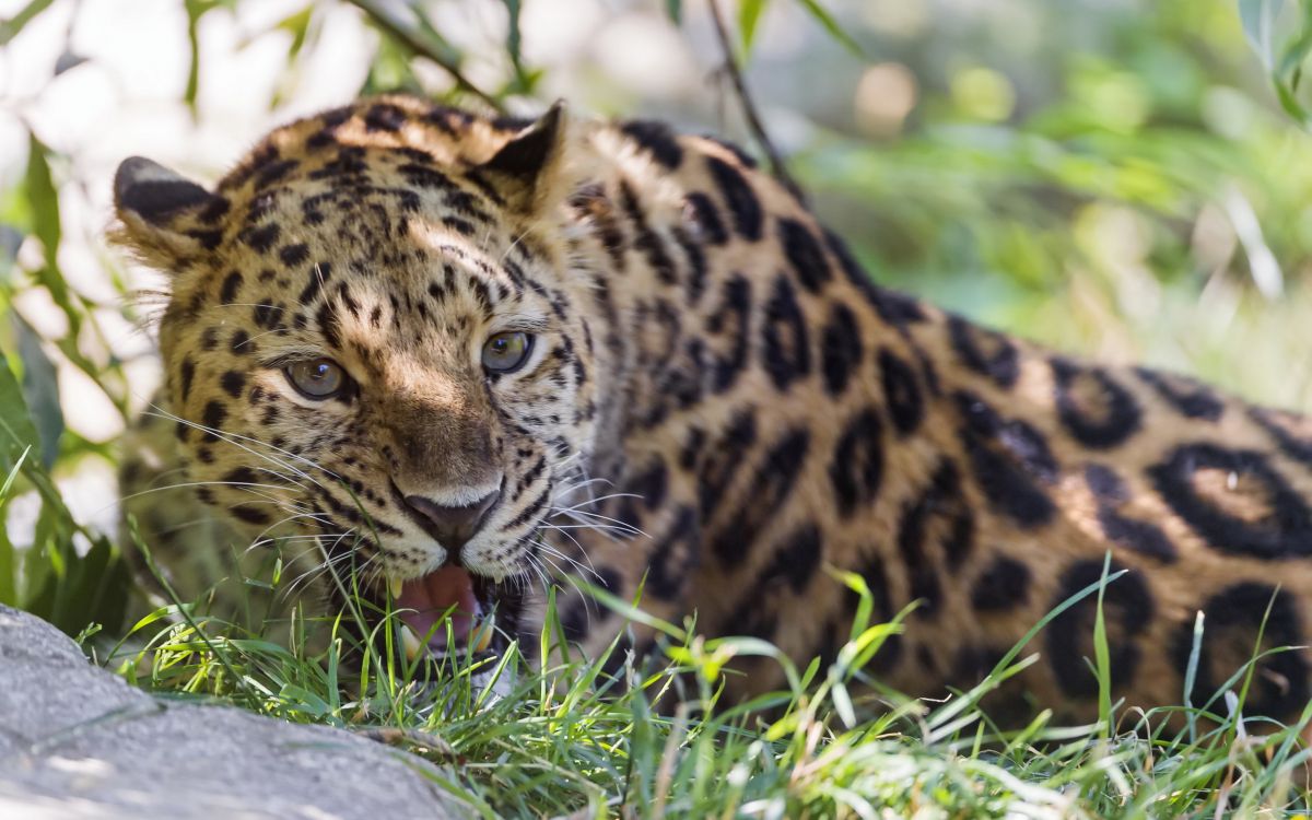 brown and black leopard lying on green grass during daytime