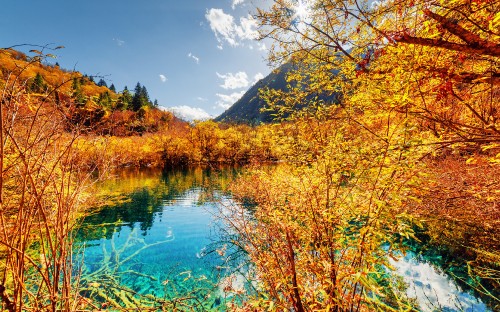 Image green and brown trees beside river under blue sky during daytime