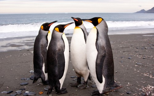 Image white and black penguins on gray sand during daytime