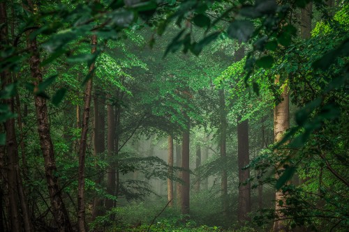 Image green trees and plants during daytime