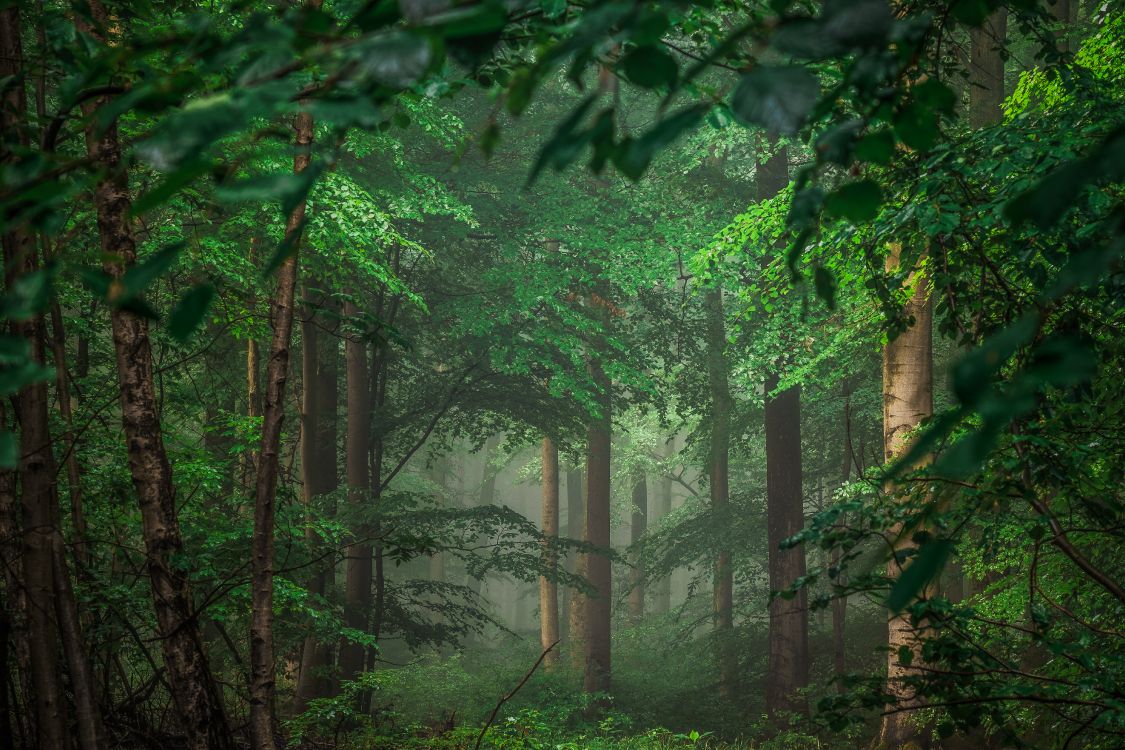 green trees and plants during daytime