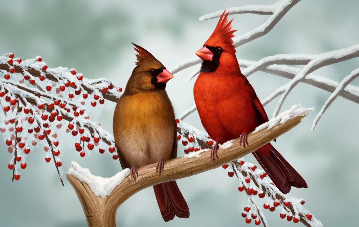 Oiseau Rouge et Brun Sur Une Branche D'arbre. Wallpaper in 2000x1268 Resolution
