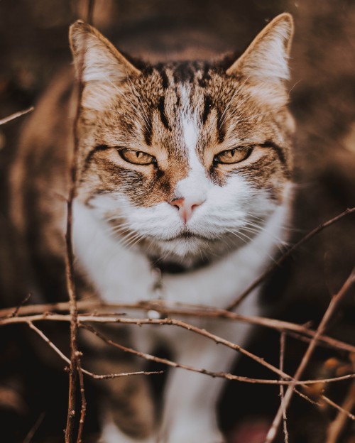 Image brown and white cat on brown tree branch