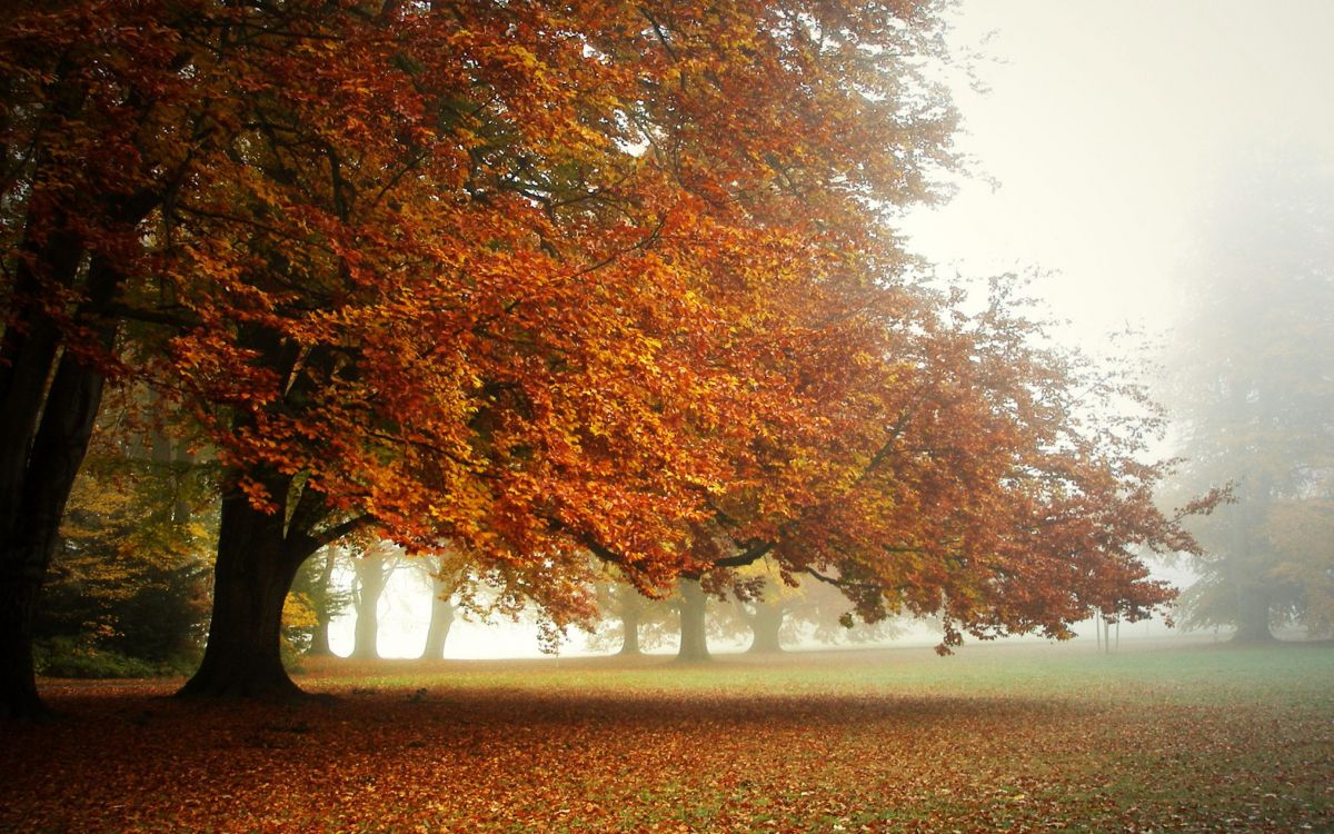 Arbres Bruns Sur Champ Brun Pendant la Journée. Wallpaper in 2560x1600 Resolution