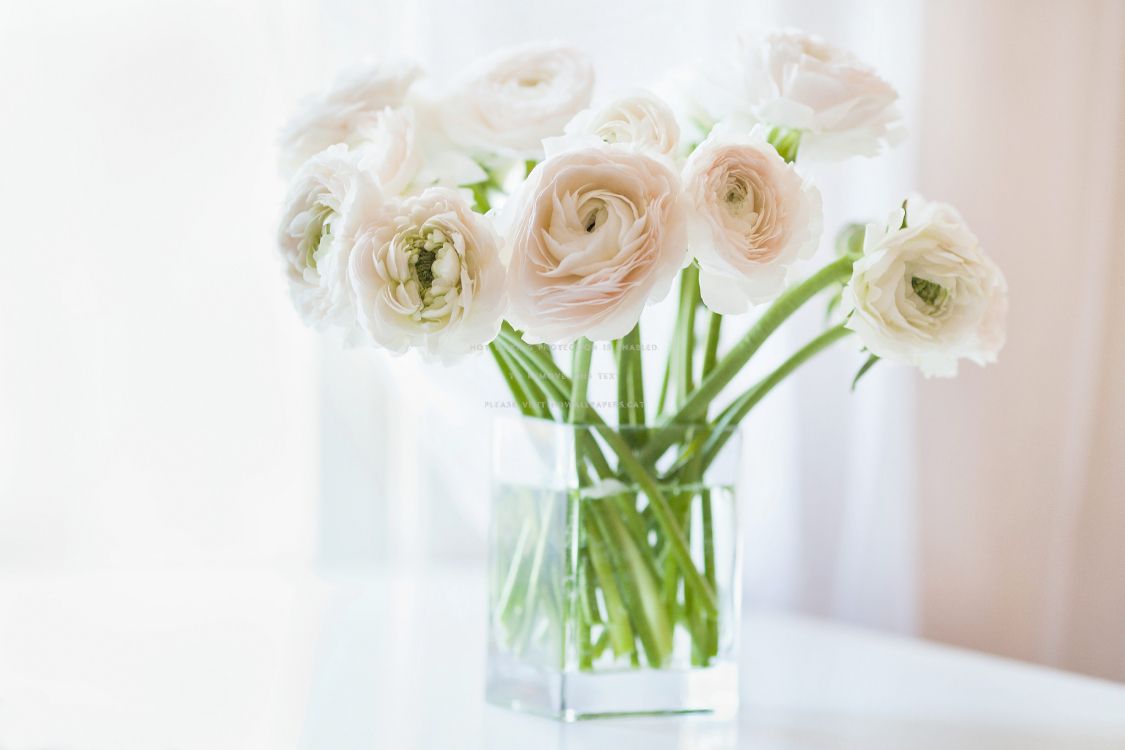 Roses Blanches Dans un Vase en Verre Transparent. Wallpaper in 5423x3615 Resolution