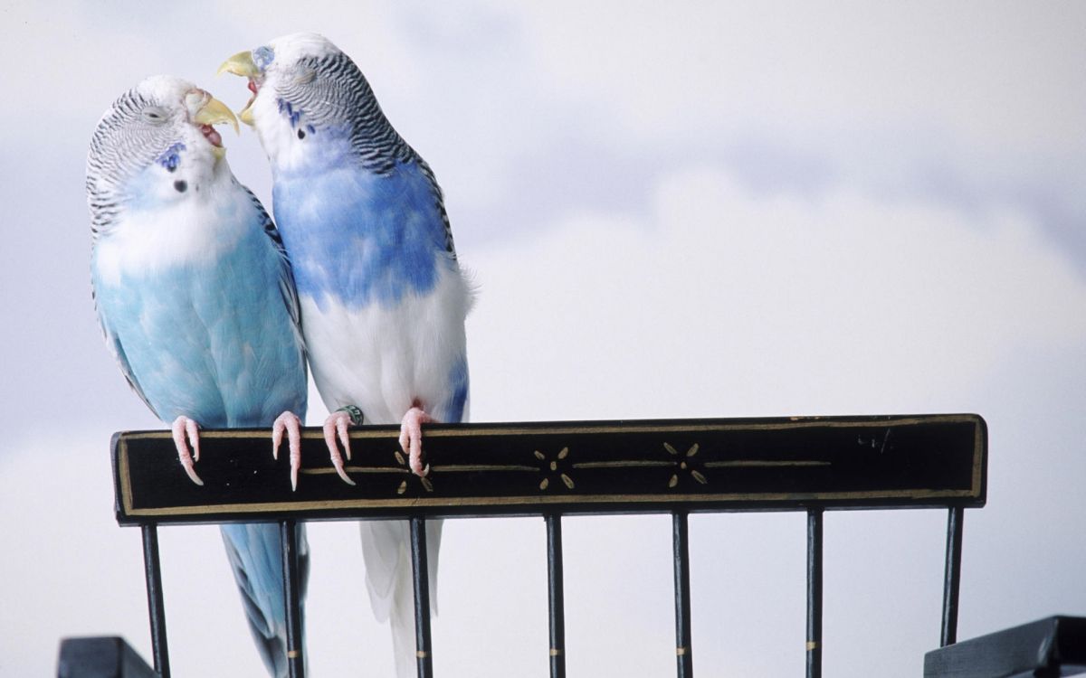 blue yellow and white bird on black metal fence