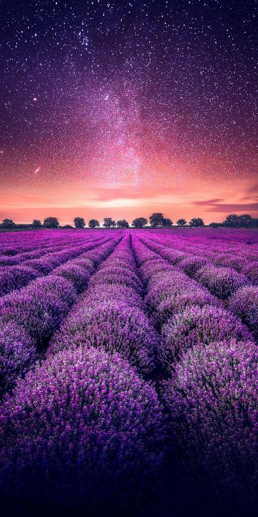 lavender, garden, plant, flower, ecoregion