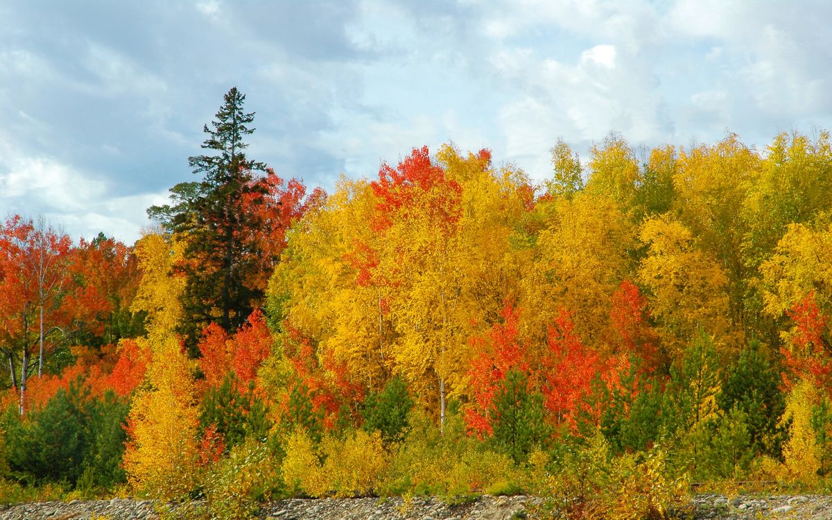 yellow and red trees under cloudy sky during daytime