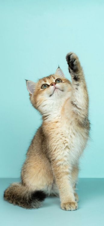 Les Fonds D Ecran Chat Chaton Bleu Russe Chat Manx Chat Tigre Les Images Et Les Photos Gratuits