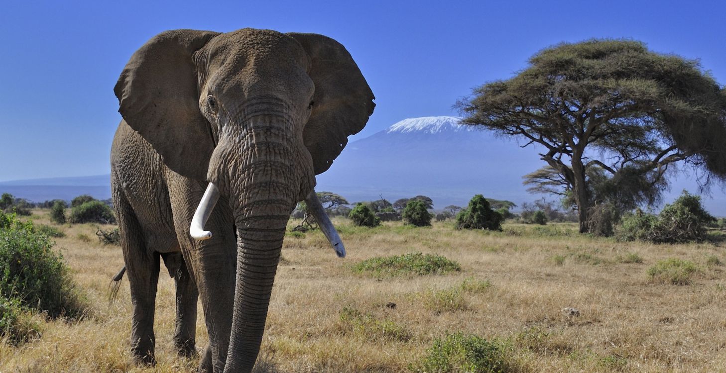 Éléphant Brun Sur Terrain D'herbe Verte Pendant la Journée. Wallpaper in 2800x1440 Resolution