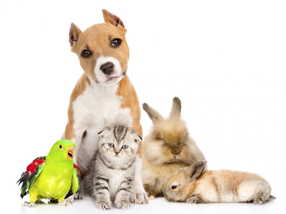 Orange Getigerte Katze Und Braune Und Weiße Katze. Wallpaper in 2048x1536 Resolution