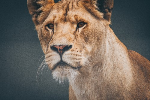 Image brown lion with black background