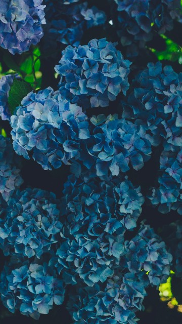 Image blue hydrangeas in bloom during daytime