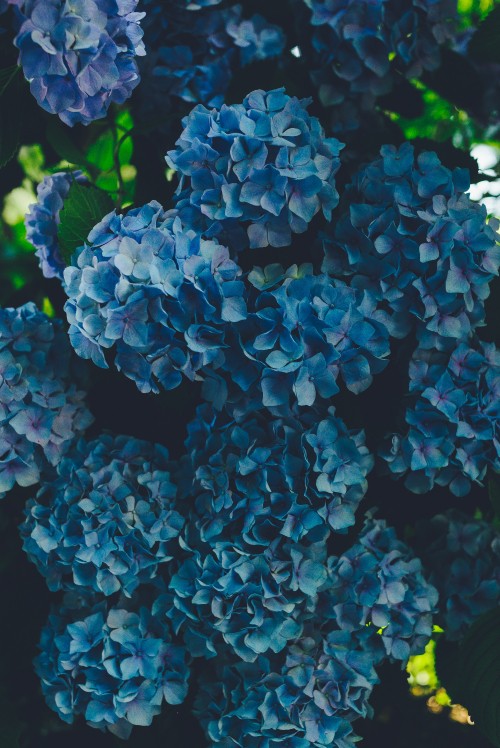 Image blue hydrangeas in bloom during daytime