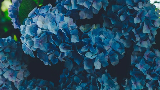 Image blue hydrangeas in bloom during daytime