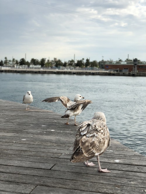 Image gull, european herring gull, birds, water, Wader