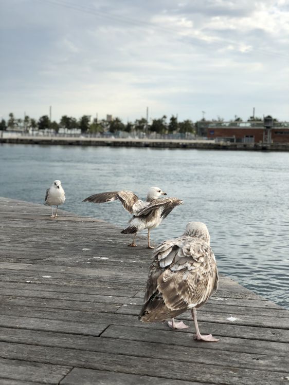 gull, european herring gull, birds, water, Wader