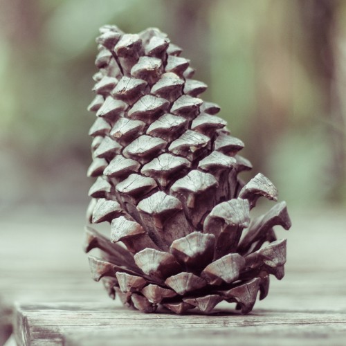 Image brown pine cone on brown wooden table