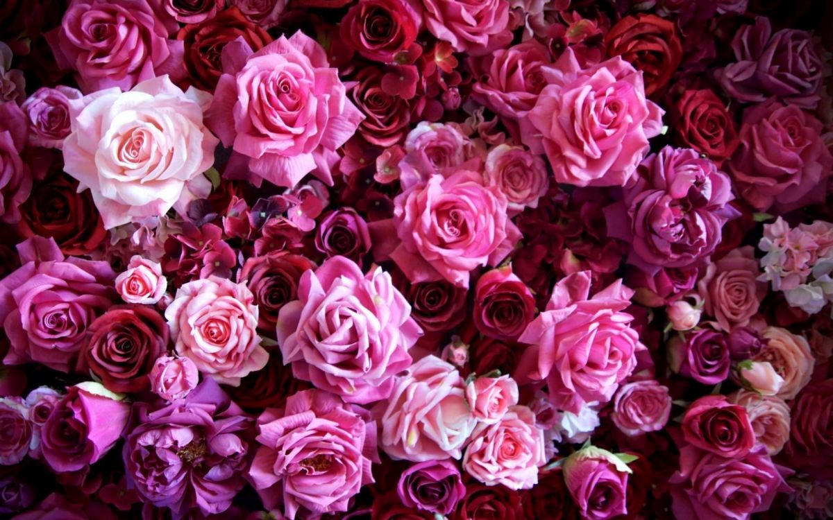 Rosa Und Weißer Rosenstrauß. Wallpaper in 1920x1200 Resolution