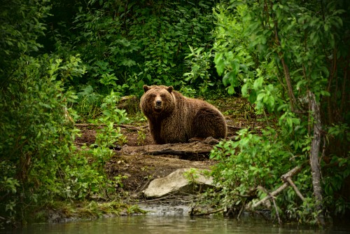 Image brown bear on green grass during daytime