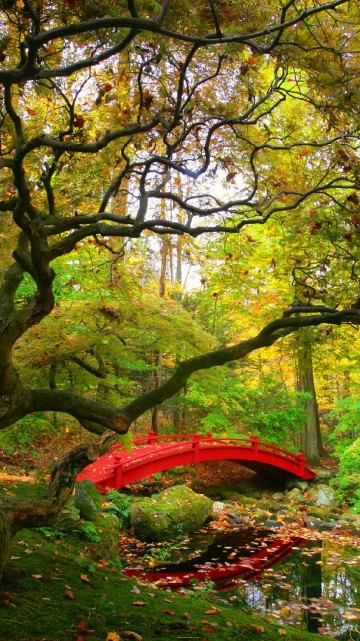 Image red and green trees near river during daytime