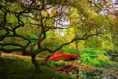 Image red and green trees near river during daytime