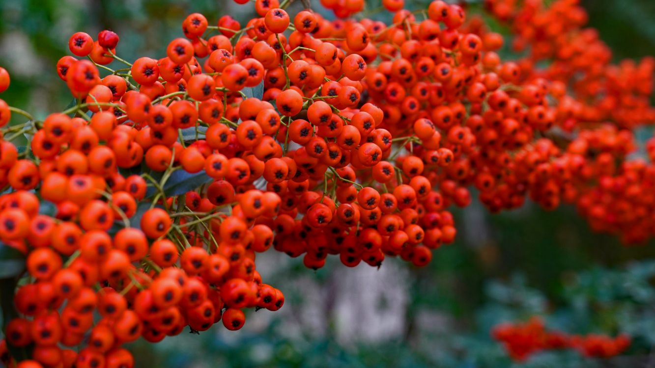 rowan, branch, leaf, botany, orange