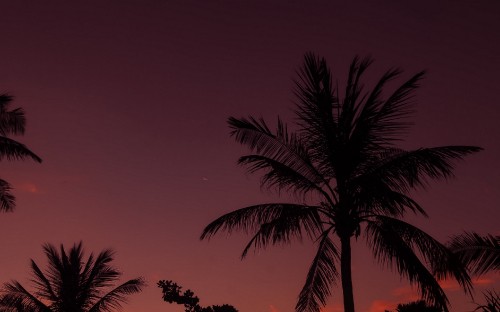 Image palm tree under orange sky