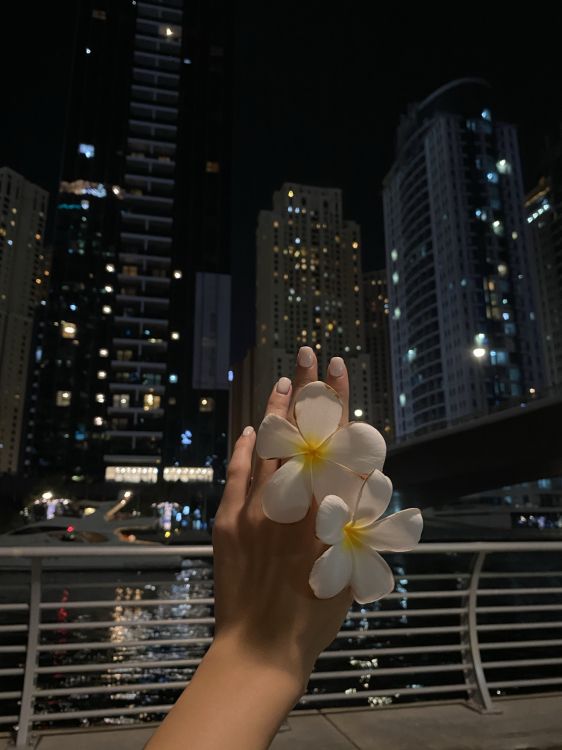 night, tower block, metropolis, petal, condominium