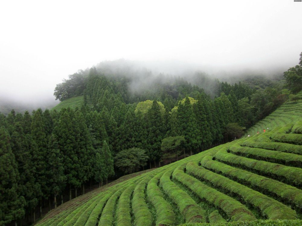 Tagsüber Grüne Wiese Unter Weißem Himmel. Wallpaper in 3000x2250 Resolution