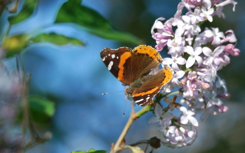 Image orange and black butterfly perched on purple flower in close up photography during daytime