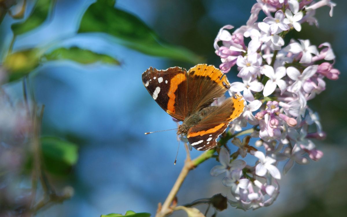 orange and black butterfly perched on purple flower in close up photography during daytime