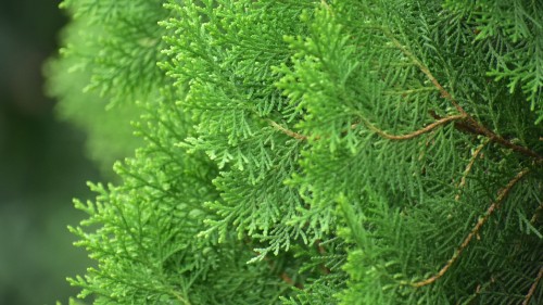 Image green plant in close up photography