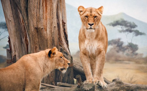 Image 2 brown lion cubs on gray rock during daytime