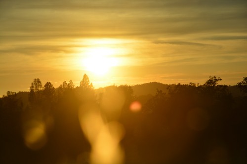 Image silhouette of trees during sunset