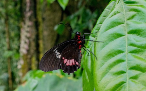 Image black and white butterfly on green leaf