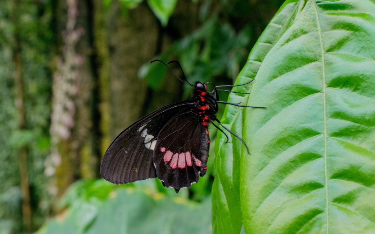 black and white butterfly on green leaf