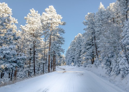 Image snow covered trees under blue sky during daytime