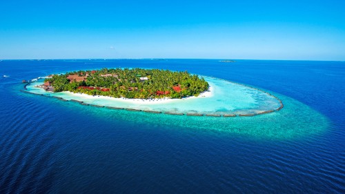 Image aerial view of green trees near body of water during daytime