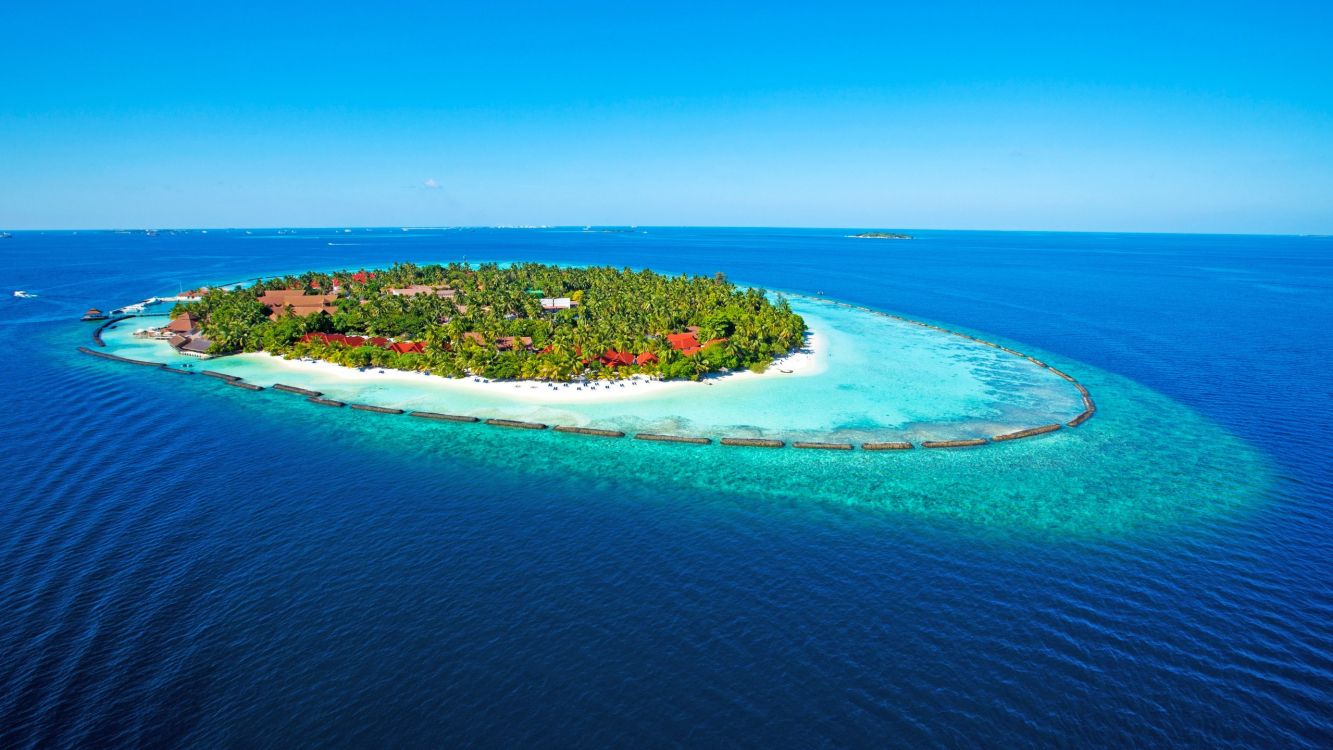 aerial view of green trees near body of water during daytime