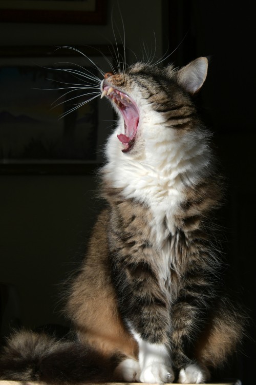 Image brown and white tabby cat