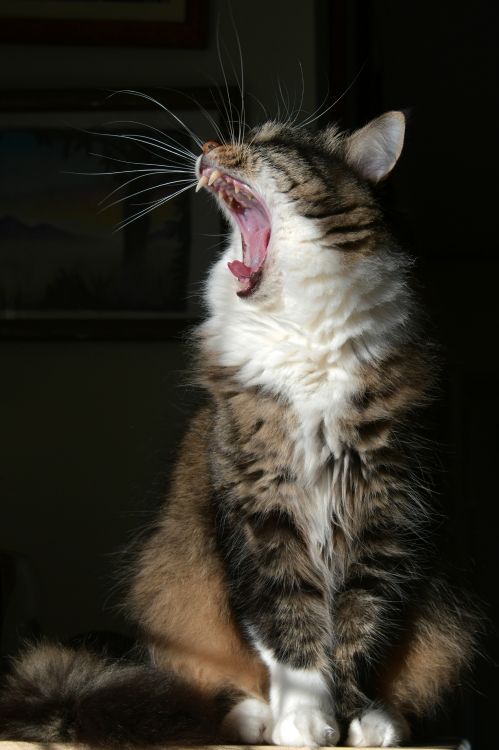 brown and white tabby cat