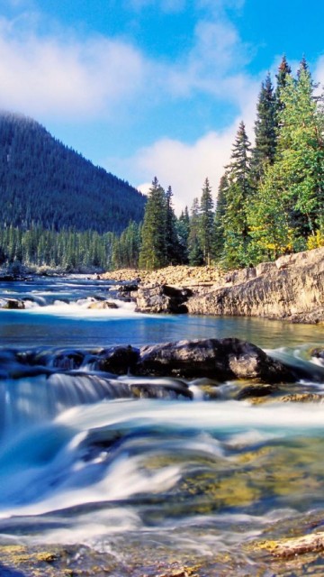 Image green pine trees near river during daytime