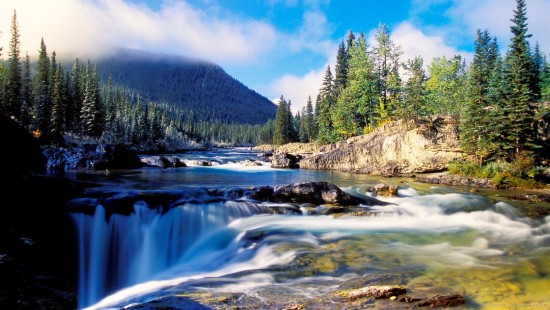 Image green pine trees near river during daytime