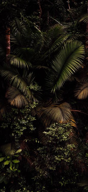 la Vegetación, Selva, Palmas de Aceite, Helecho, Entorno Natural. Wallpaper in 1284x2778 Resolution